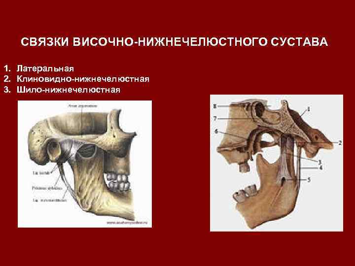 Анатомия внчс презентация