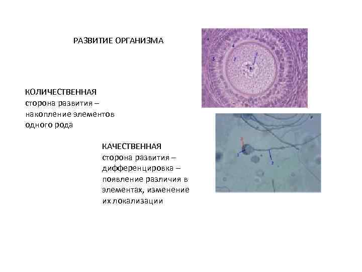 РАЗВИТИЕ ОРГАНИЗМА КОЛИЧЕСТВЕННАЯ сторона развития – накопление элементов одного рода КАЧЕСТВЕННАЯ сторона развития –