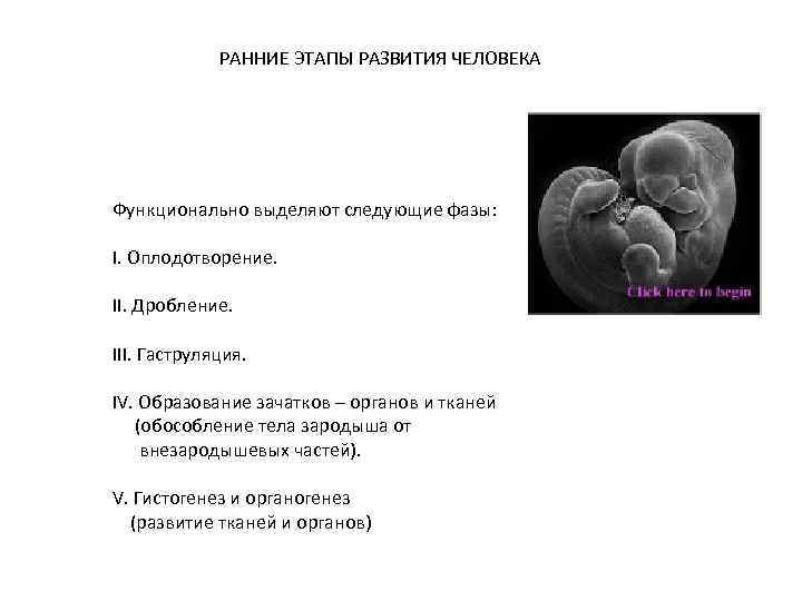 РАННИЕ ЭТАПЫ РАЗВИТИЯ ЧЕЛОВЕКА Функционально выделяют следующие фазы: I. Оплодотворение. II. Дробление. III. Гаструляция.