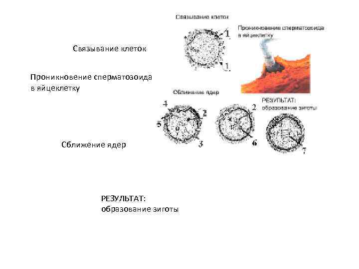 Связывание клеток Проникновение сперматозоида в яйцеклетку Сближение ядер РЕЗУЛЬТАТ: образование зиготы 