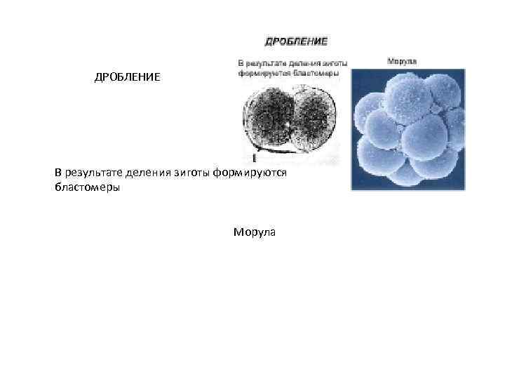 Дробление морула