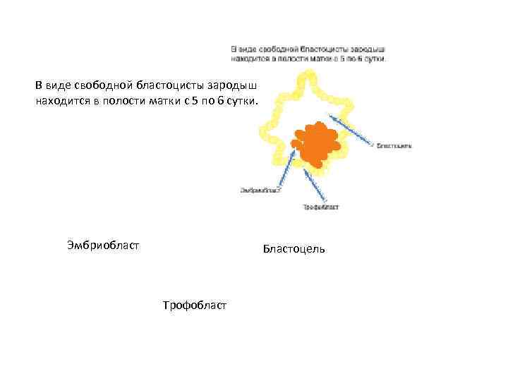 В виде свободной бластоцисты зародыш находится в полости матки с 5 по 6 сутки.