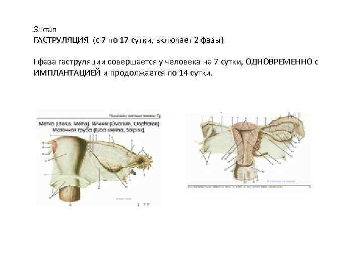 3 этап ГАСТРУЛЯЦИЯ (с 7 по 17 сутки, включает 2 фазы) I фаза гаструляции