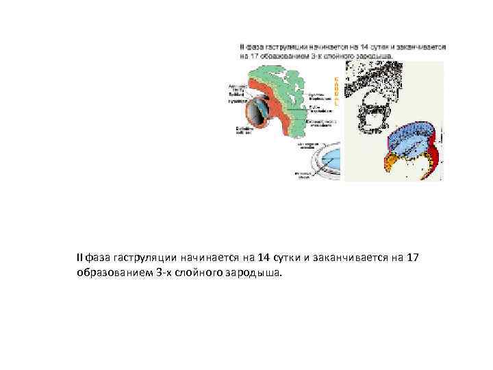 II фаза гаструляции начинается на 14 сутки и заканчивается на 17 образованием 3 -х