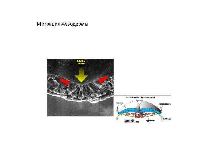 Миграция мезодермы 