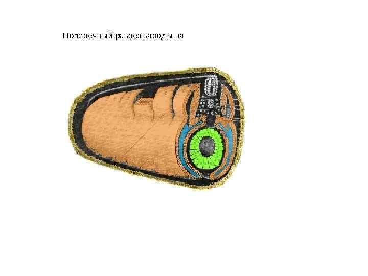 Поперечный разрез зародыша 