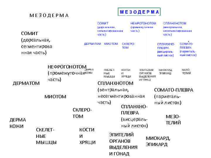 МЕЗОДЕРМА СОМИТ (дорсальная, сегментирова нная часть) ДЕРМАТОМ НЕФРОГОНОТОМ (промежуточная часть) МИОТОМ ДЕРМА КОЖИ СКЛЕРОТОМ
