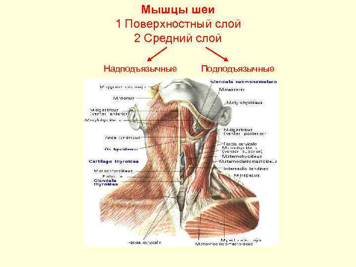 Поверхностные мышцы шеи