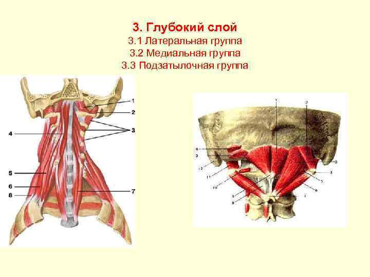 Подзатылочные мышцы