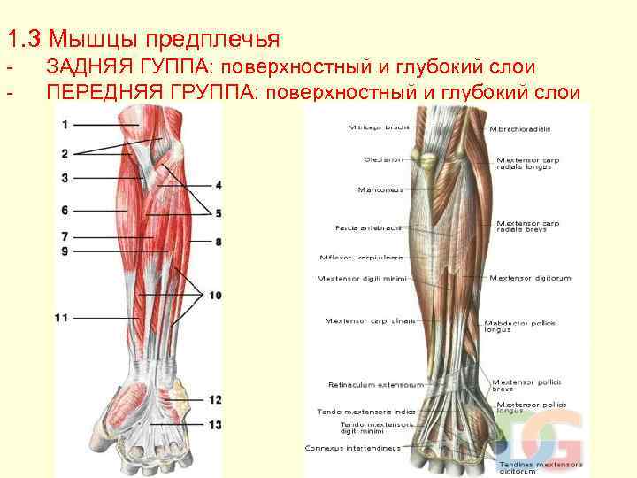 Переднее предплечье. Предплечье мышцы анатомия передняя. Мышцы предплечья передняя и задняя группа. Передняя группа мышц предплечья первый слой. Мышцы предплечья анатомия задняя группа.