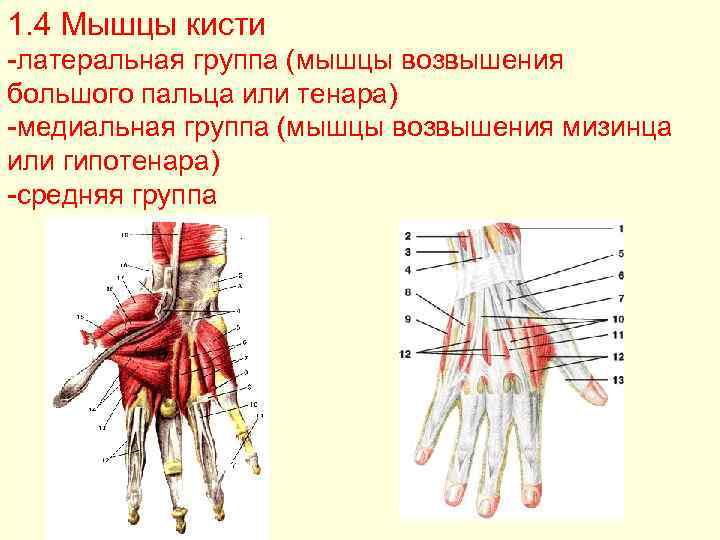 Мышцы пальцев кисти. Мышцы кисти латеральная группа. Мышцы кисти анатомия Тенар. Медиальная группа мышц кисти. Мышцы возвышения 1 пальца кисти.