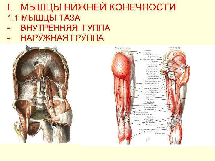 К мышцам таза относятся