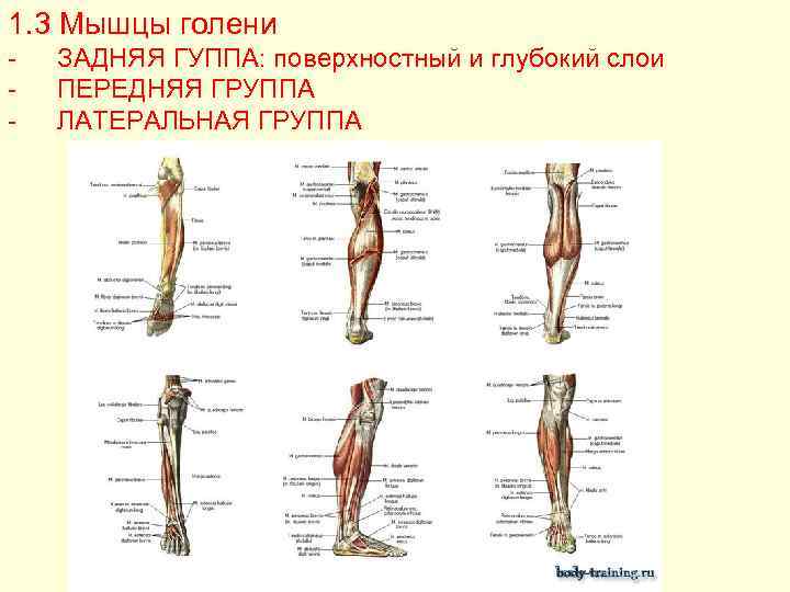 Строение Ноги Ниже Колена Фото