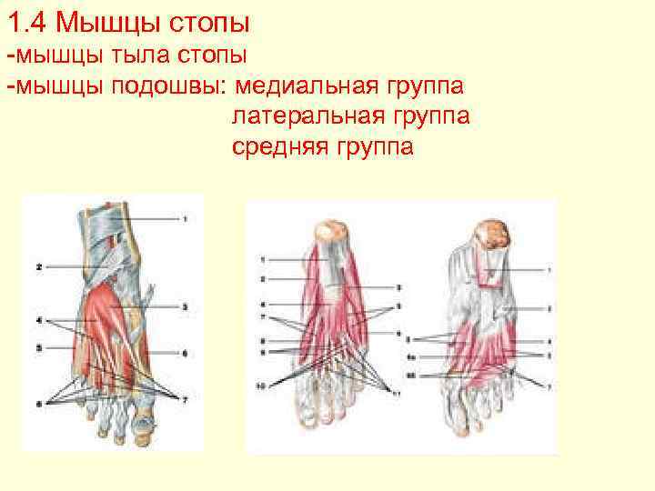 Мышцы подошвы. Подошвенные мышцы стопы. Мышцы подошвы стопы медиальная группа. Мышцы тыла стопы анатомия. Мышцы стопы анатомия.