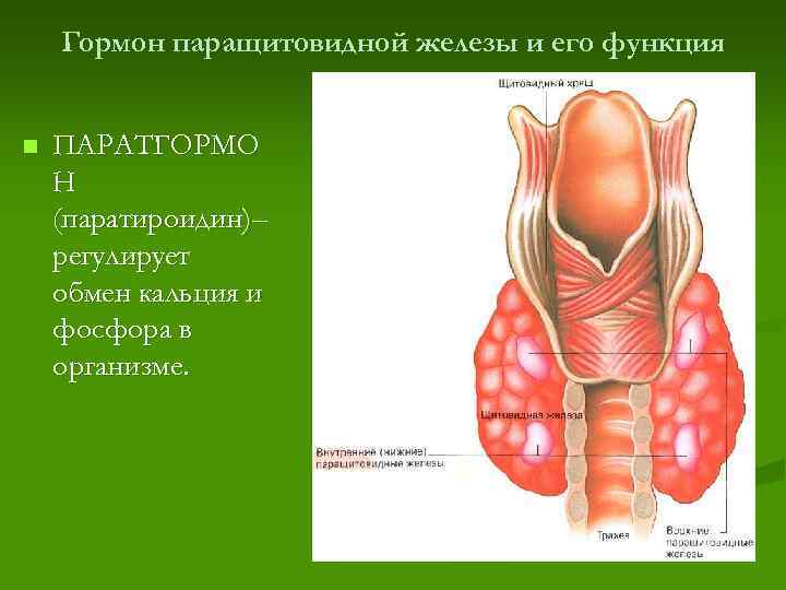 Гормон паращитовидной железы и его функция n ПАРАТГОРМО Н (паратироидин)– регулирует обмен кальция и