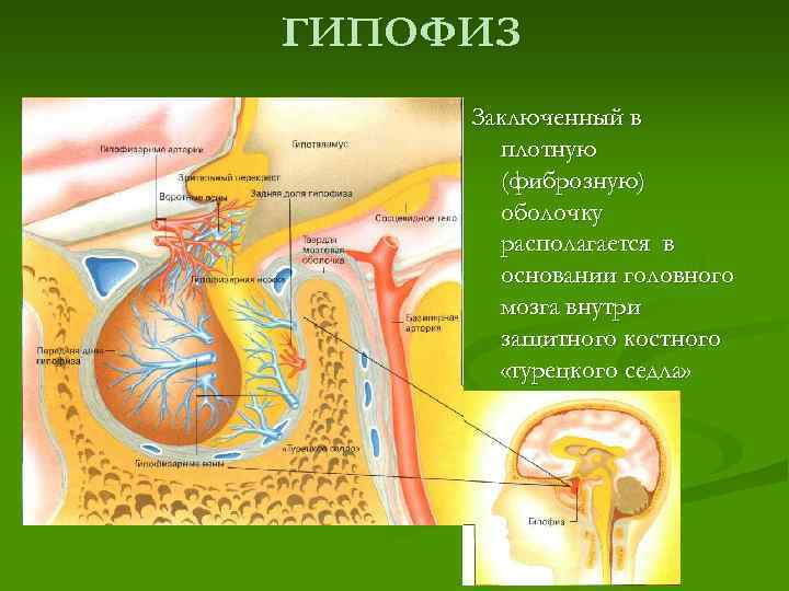 ГИПОФИЗ Заключенный в плотную (фиброзную) оболочку располагается в основании головного мозга внутри защитного костного