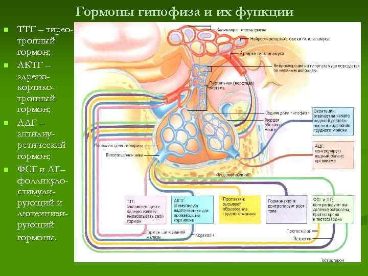 Гормоны гипофиза и их функции n n ТТГ – тиреотропный гормон; АКТГ – адренокортикотропный