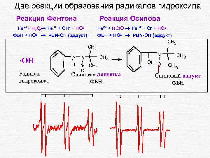 Две реакции образования радикалов гидроксила Реакция Фентона Реакция Осипова. Fe 2++ H 2 O