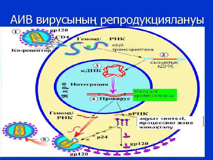 АИВ вирусының репродукциялануы 