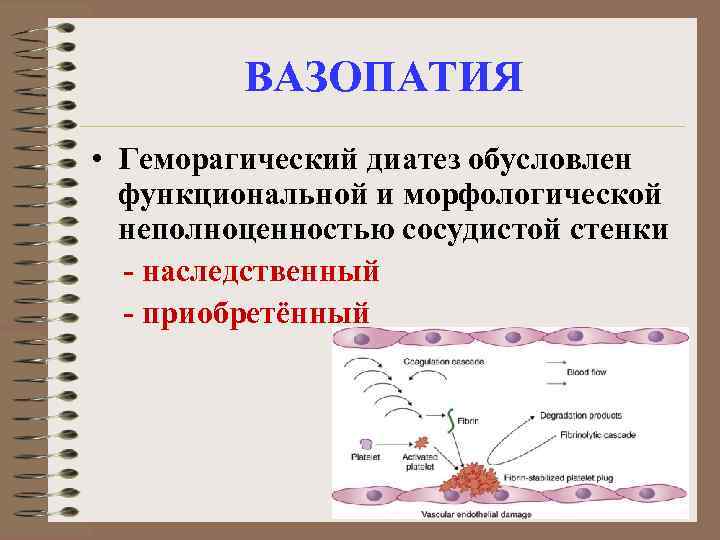 ВАЗОПАТИЯ • Геморагический диатез обусловлен функциональной и морфологической неполноценностью сосудистой стенки - наследственный -