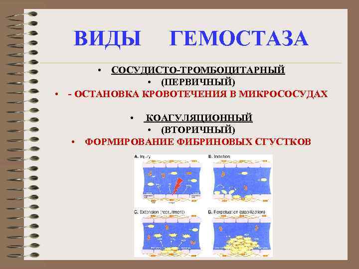 ВИДЫ ГЕМОСТАЗА • СОСУДИСТО-ТРОМБОЦИТАРНЫЙ • (ПЕРВИЧНЫЙ) • - ОСТАНОВКА КРОВОТЕЧЕНИЯ В МИКРОСОСУДАХ • КОАГУЛЯЦИОННЫЙ