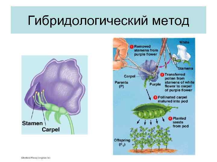 Гибридологический метод. Гибридидиологический мектот. Гибридологический метод генетики. Гибридологический метод в биологии примеры.