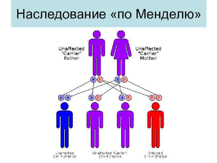 Наследование «по Менделю» 