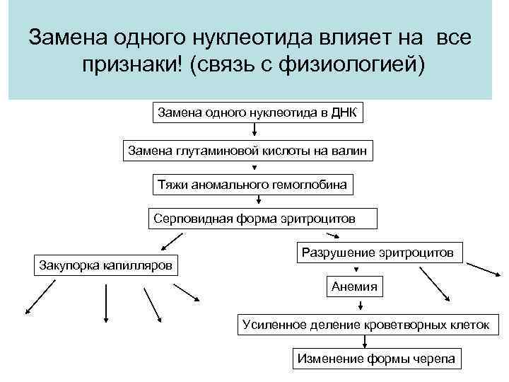 Замена одного нуклеотида влияет на все признаки! (связь с физиологией) Замена одного нуклеотида в
