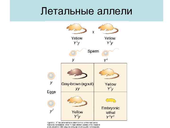 Летальные аллели 