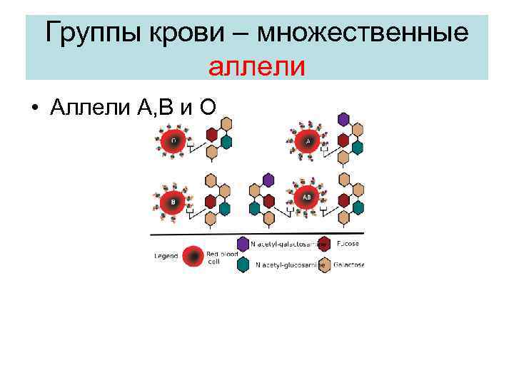 Группы крови – множественные аллели • Аллели А, В и О 