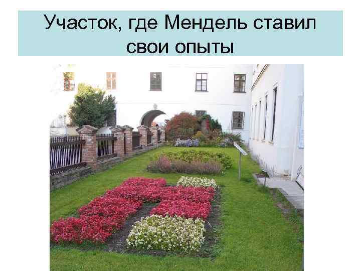Участок, где Мендель ставил свои опыты 