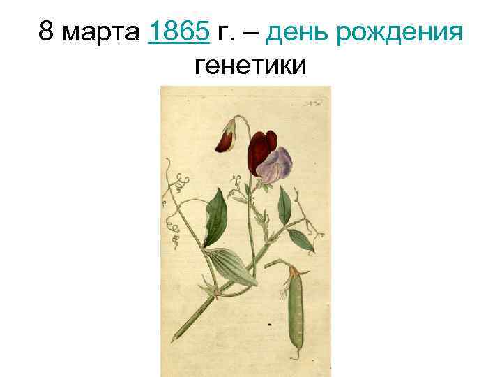 8 марта 1865 г. – день рождения генетики 