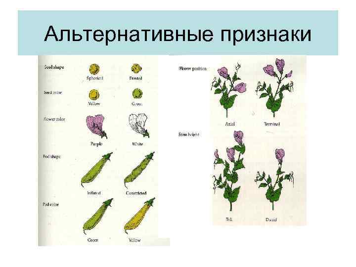 Альтернативные признаки 