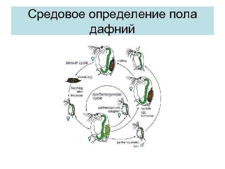 Средовое определение пола дафний 