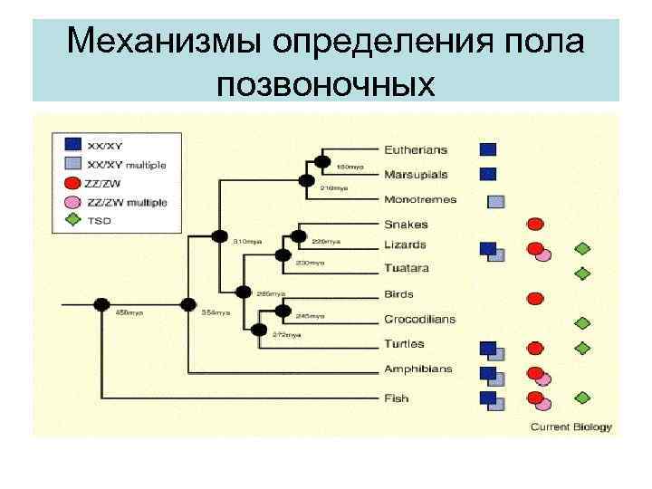 Механизмы определения пола позвоночных 