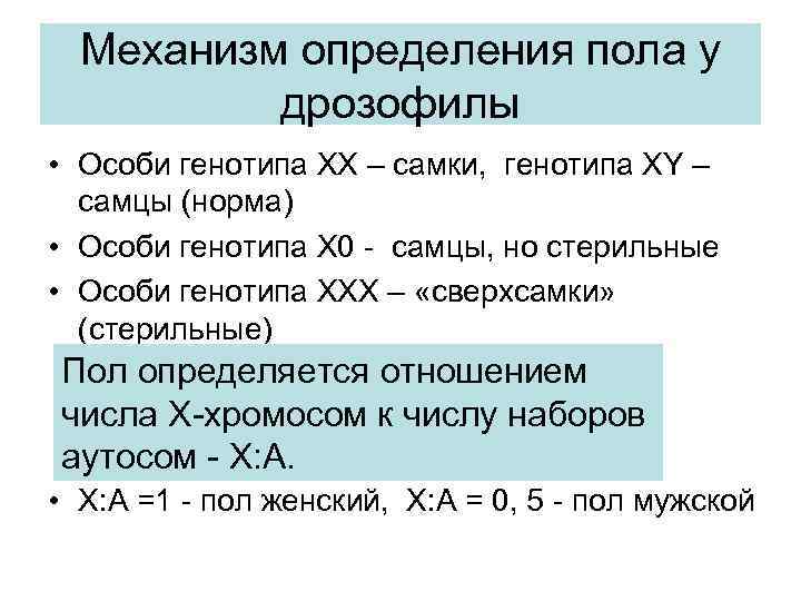 Механизм определения пола у дрозофилы • Особи генотипа XX – самки, генотипа XY –