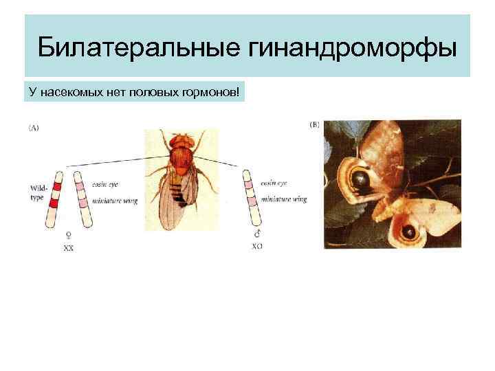 Билатеральные гинандроморфы У насекомых нет половых гормонов! 