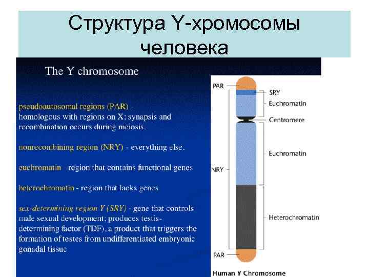 Структура Y-хромосомы человека 