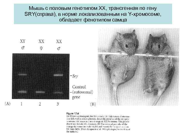 Мышь с половым генотипом XX, трансгенная по гену SRY(справа), в норме локализованным на Y-хромосоме,