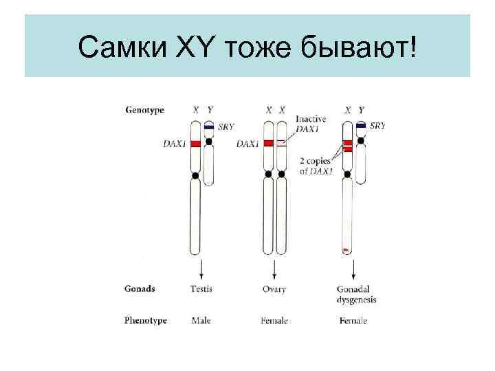 Самки XY тоже бывают! 