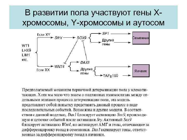 В развитии пола участвуют гены Xхромосомы, Y-хромосомы и аутосом 