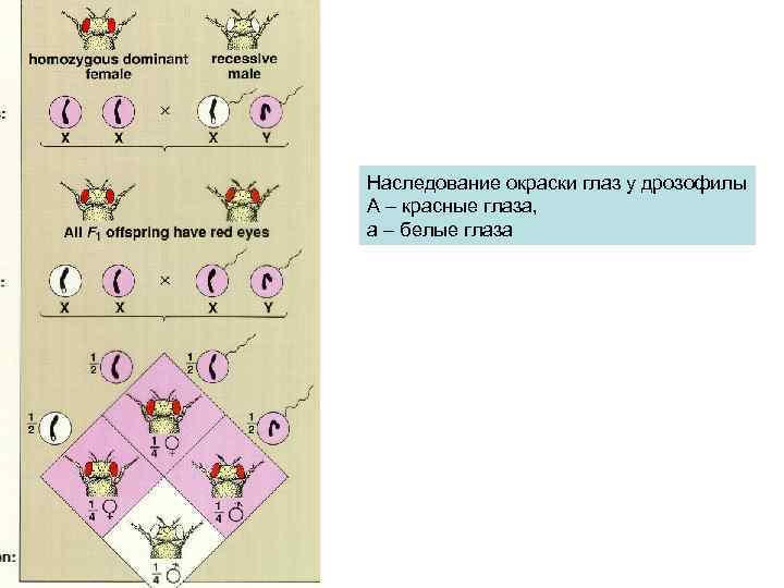 Наследование окраски глаз у дрозофилы А – красные глаза, a – белые глаза 