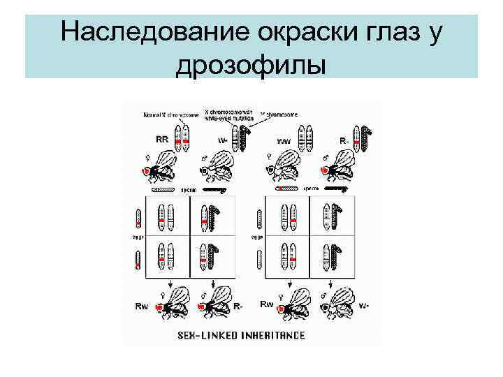 Сцепленные признаки у дрозофилы