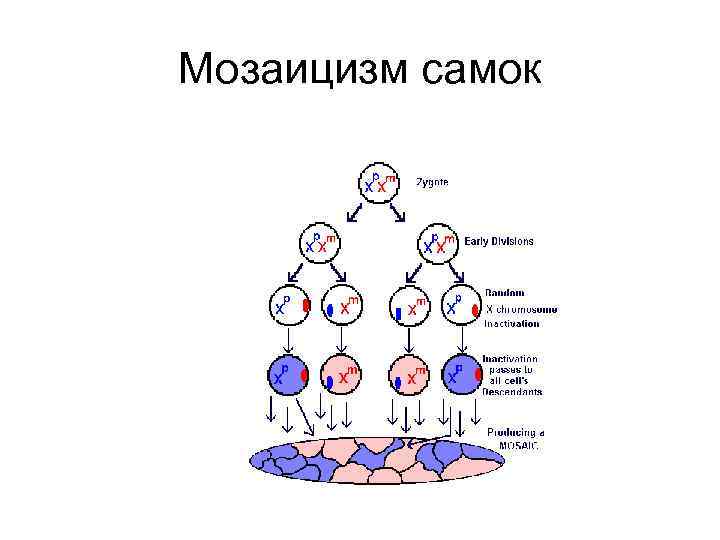 Мозаицизм самок 