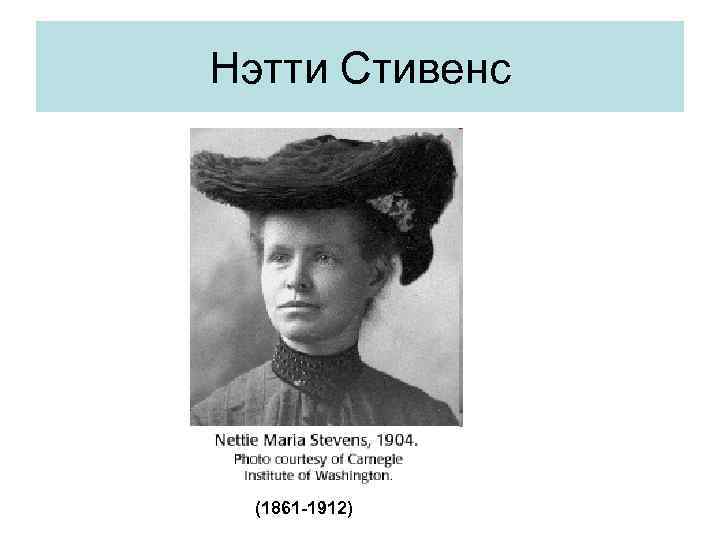 Нэтти Стивенс (1861 -1912) 