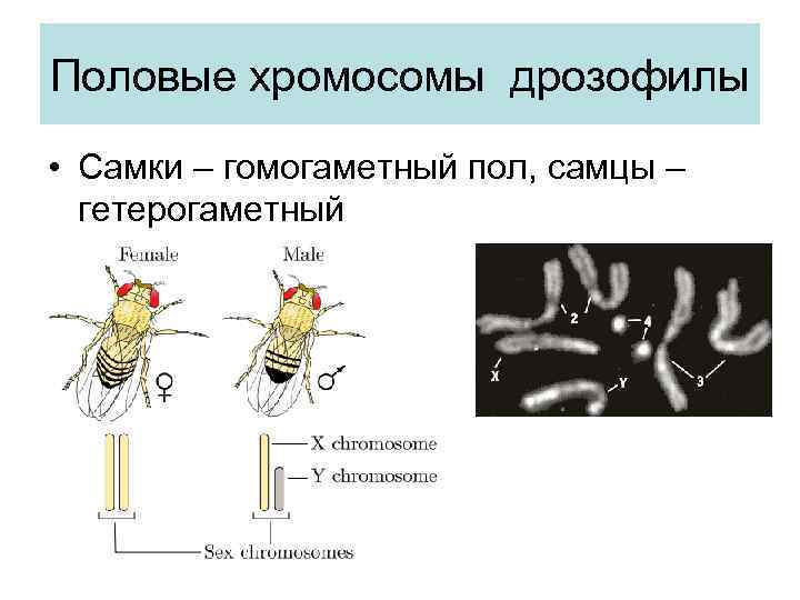 Хромосомы дрозофилы. Муха дрозофила хромосомы. Хромосомный механизм определения пола у дрозофилы. Половые хромосомы у мух дрозофил. Половые хромосомы самца дрозофилы:.