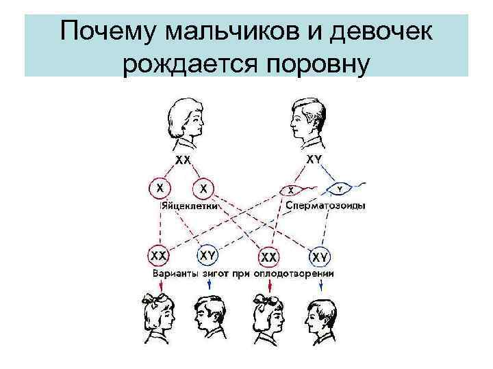 Почему мальчиков и девочек рождается поровну 