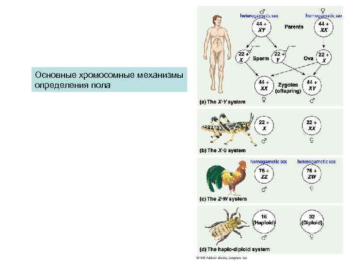 Основные хромосомные механизмы определения пола 