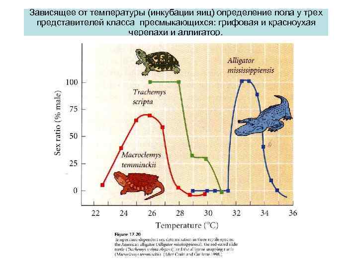 Зависящее от температуры (инкубации яиц) определение пола у трех представителей класса пресмыкающихся: грифовая и