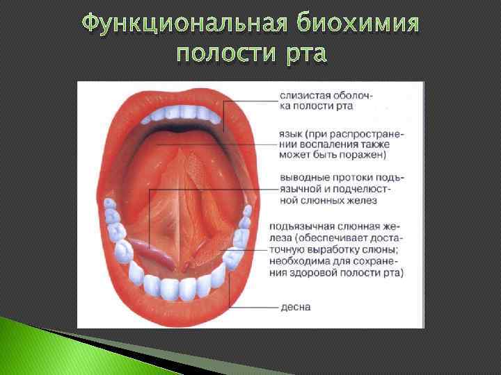 Презентация биохимия полости рта